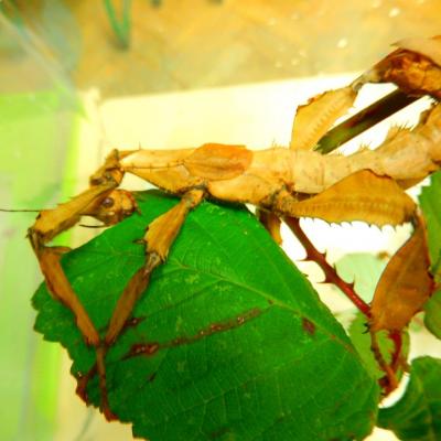 Phasme scorpion (femelle)