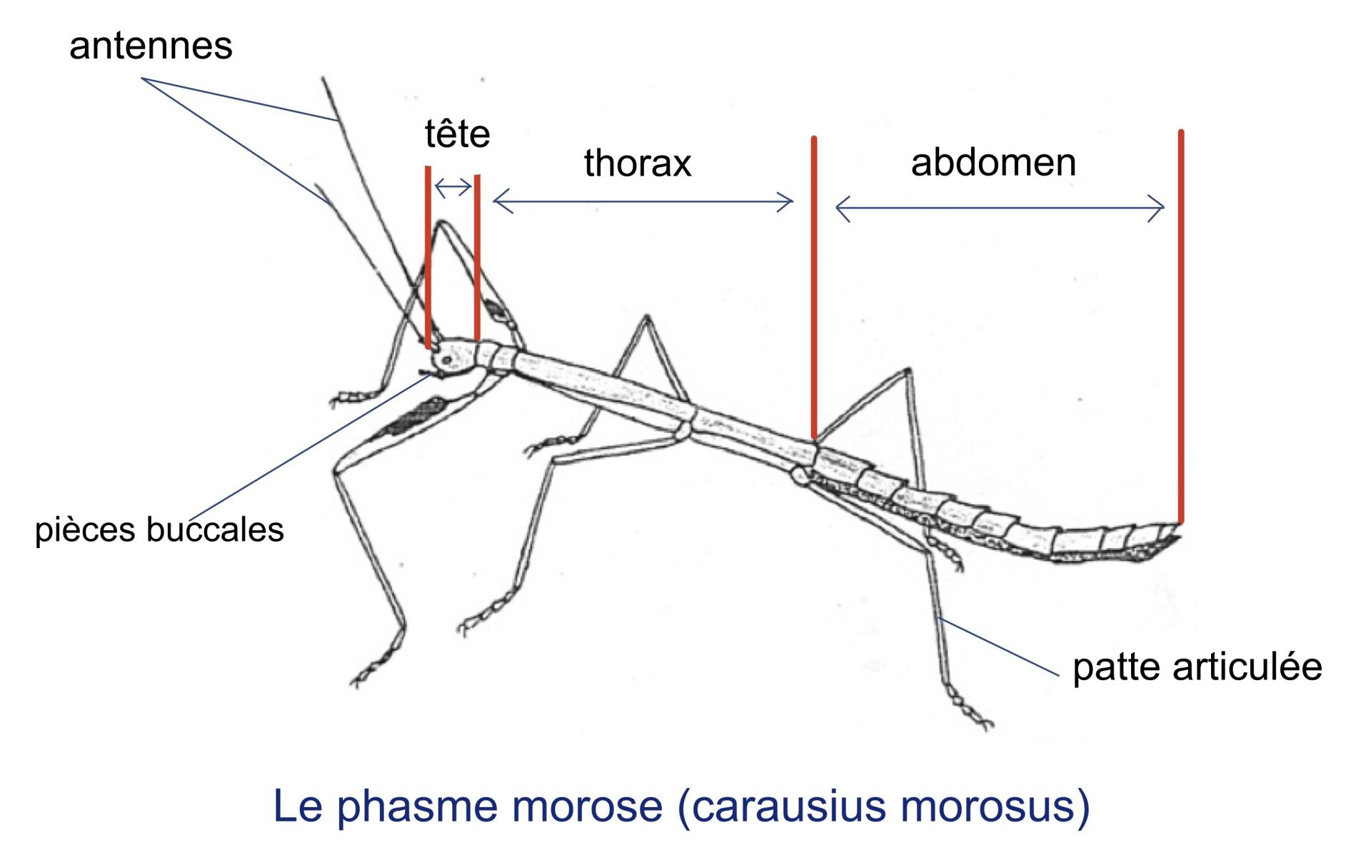 Comment Le Phasme Ressemble T Il Un Adulte ARXIHM